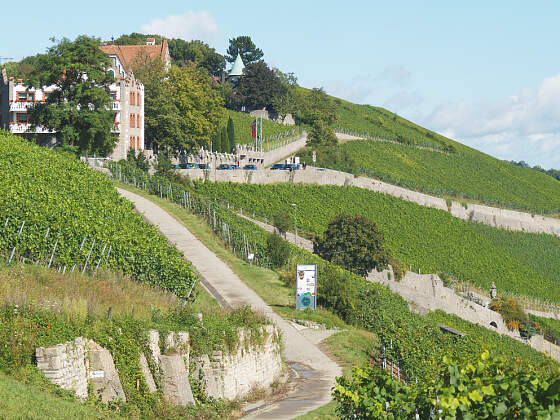 Würzburg: Weinberg Würzburger Stein